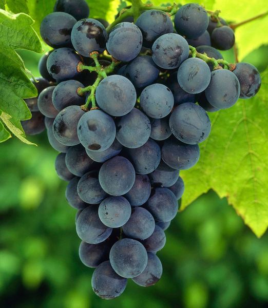 Vitis 'Venus'